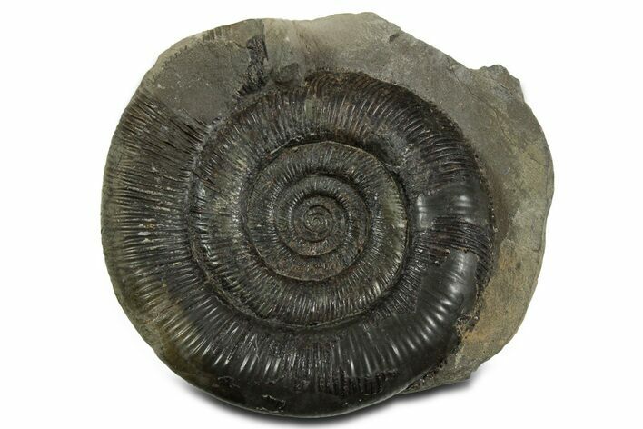 Jurassic Ammonite (Dactylioceras) Fossil - England #351165